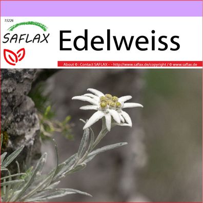 SAFLAX - Edelweiss - Leontopodium - 500 Samen