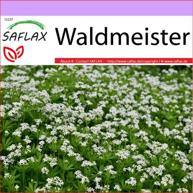 SAFLAX - Waldmeister - Galium - 20 Samen