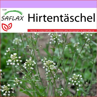 SAFLAX - Hirtentäschel - Capsella - 1000 Samen