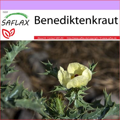 SAFLAX - Benediktenkraut - Cnicus - 50 Samen