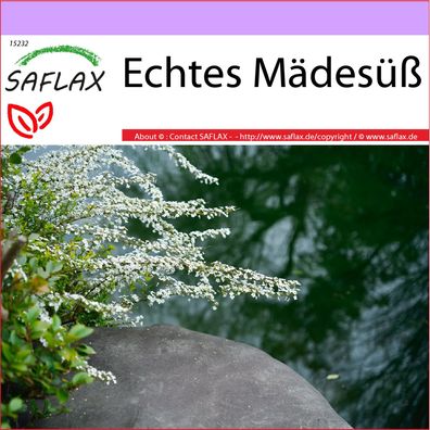 SAFLAX - Echtes Mädesüß - Filipendula - 500 Samen