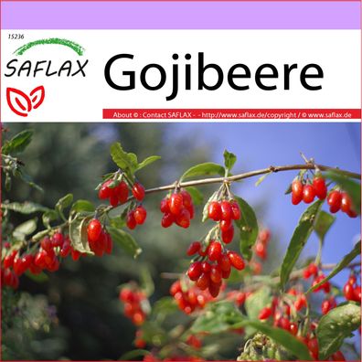 SAFLAX - Gojibeere - Lycium - 200 Samen