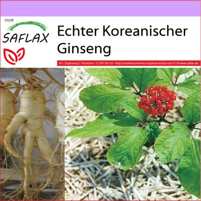 SAFLAX - Echter Koreanischer Ginseng - Panax - 10 Samen