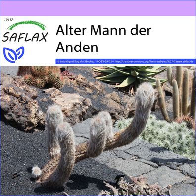 SAFLAX - Alter Mann der Anden - Oreocereus - 40 Samen
