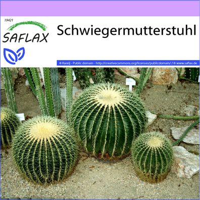 SAFLAX - Schwiegermutterstuhl - Echinocactus - 40 Samen