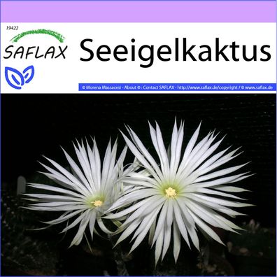 SAFLAX - Seeigelkaktus - Echinopsis - 40 Samen