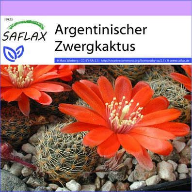 SAFLAX - Argentinischer Zwergkaktus - Rebutia - 40 Samen