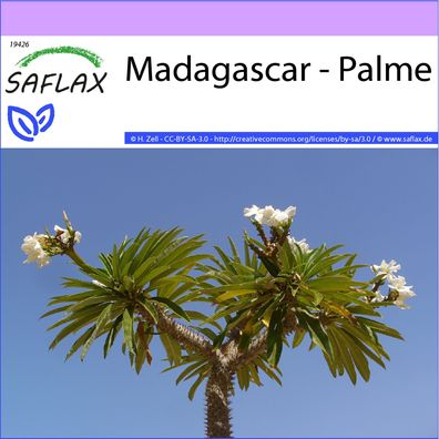SAFLAX - Madagascar - Palme - Pachypodium - 10 Samen