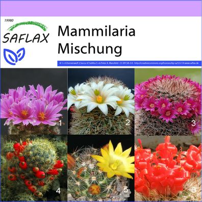 SAFLAX - Mammilaria Mischung - Mammilaria - 40 Samen