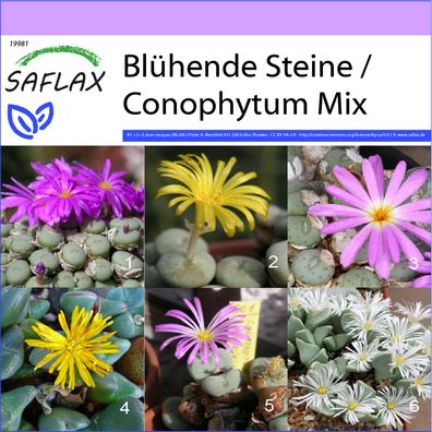 SAFLAX - Blühende Steine / Conophytum Mix - Conophytum - 40 Samen