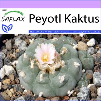 SAFLAX - Peyotl Kaktus - Lophophora - 20 Samen