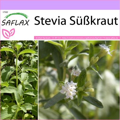 SAFLAX - Stevia Süßkraut - Stevia - 100 Samen