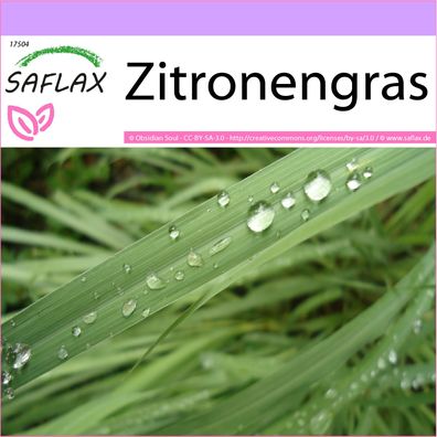 SAFLAX - Zitronengras - Cymbopogon - 50 Samen