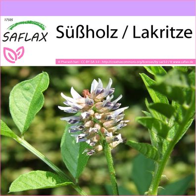 SAFLAX - Süßholz / Lakritze - Glycyrrhiza - 30 Samen