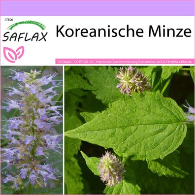 SAFLAX - Koreanische Minze - Agastache - 1200 Samen