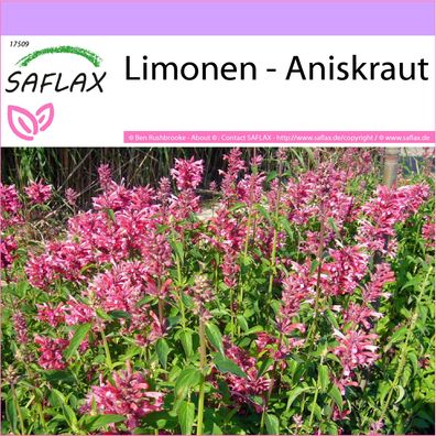 SAFLAX - Limonen - Aniskraut - Agastache - 50 Samen