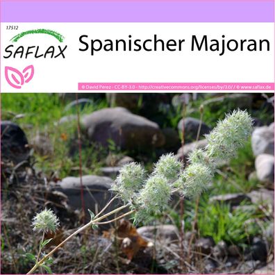 SAFLAX - Spanischer Majoran - Thymus - 250 Samen