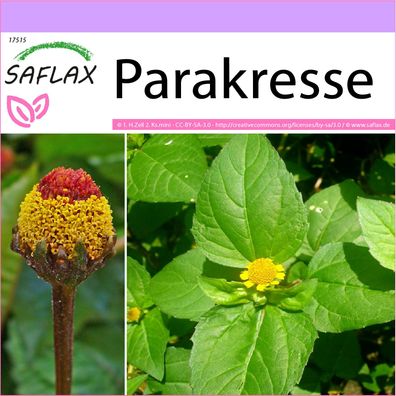 SAFLAX - Parakresse - Acmella - 500 Samen