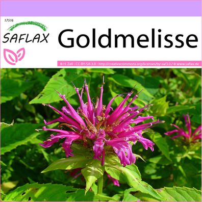 SAFLAX - Goldmelisse - Monarda - 20 Samen