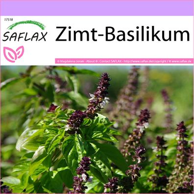 SAFLAX - Zimt-Basilikum - Ocimum - 200 Samen