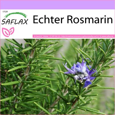 SAFLAX - Echter Rosmarin - Rosmarinus - 100 Samen