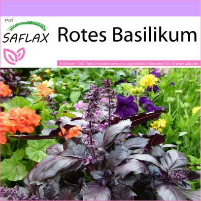 SAFLAX - Rotes Basilikum - Ocimum - 200 Samen
