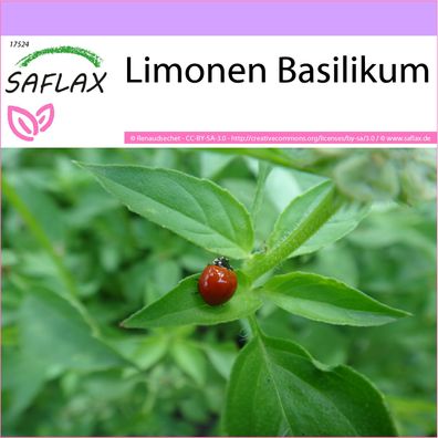 SAFLAX - Limonen Basilikum - Ocimum - 200 Samen