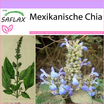 SAFLAX - Mexikanische Chia - Salvia - 500 Samen
