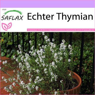 SAFLAX - Echter Thymian - Thymus - 200 Samen