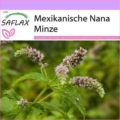 SAFLAX - Mexikanische Nana Minze - Mentha - 500 Samen