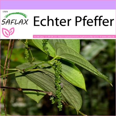 SAFLAX - Echter Pfeffer - Piper - 20 Samen