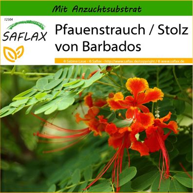 SAFLAX - Pfauenstrauch / Stolz von Barbados - Caesalpinia - 10 Samen