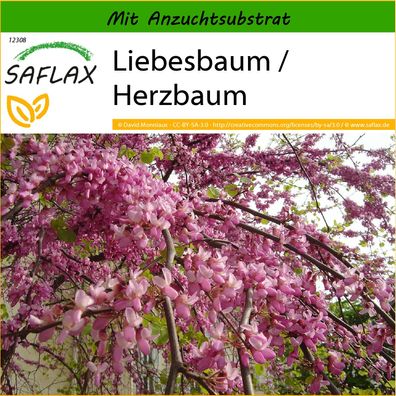 SAFLAX - Liebesbaum / Herzbaum - Cercis - 60 Samen