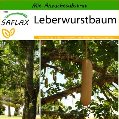 SAFLAX - Leberwurstbaum - Kigelia - 10 Samen