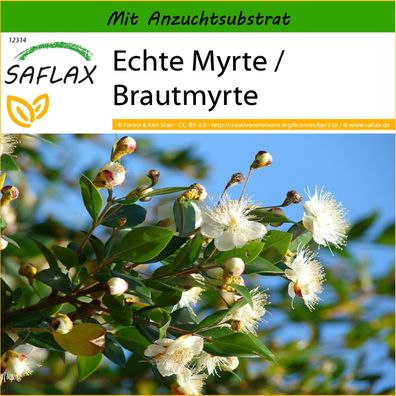 SAFLAX - Echte Myrte / Brautmyrte - Myrtus - 30 Samen