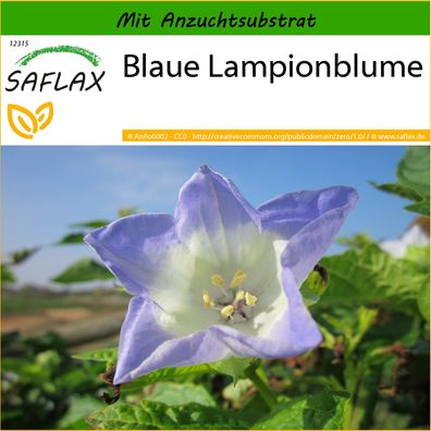 SAFLAX - Blaue Lampionblume - Nicandra - 100 Samen