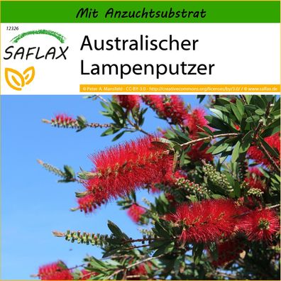 SAFLAX - Australischer Lampenputzer - Callistemon - 400 Samen