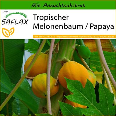 SAFLAX - Tropischer Melonenbaum / Papaya - Carica - 30 Samen