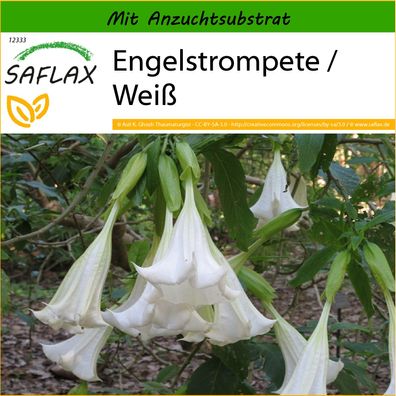 SAFLAX - Engelstrompete / Weiß - Brugmansia - 10 Samen