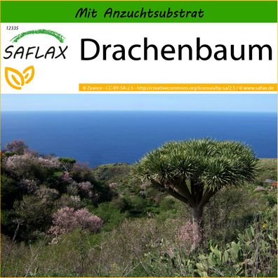 SAFLAX - Drachenbaum - Dracaena - 5 Samen
