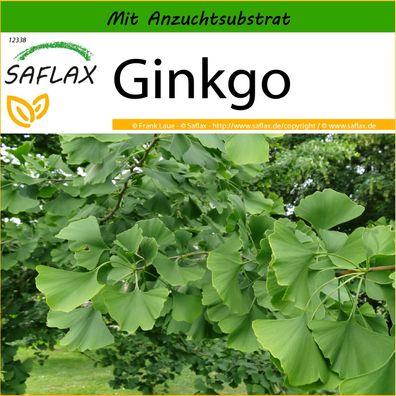 SAFLAX - Ginkgo - Ginkgo - 4 Samen