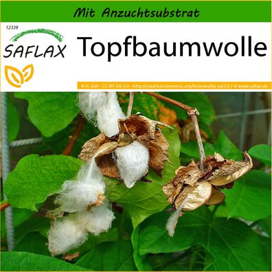 SAFLAX - Topfbaumwolle - Gossypium - 12 Samen