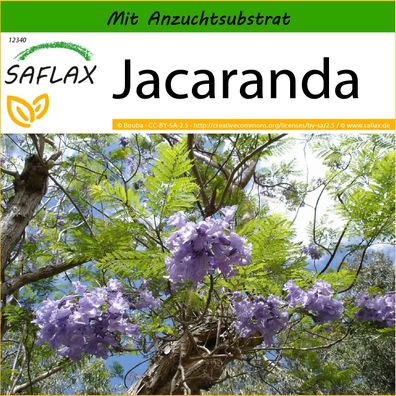 SAFLAX - Jacaranda - Jacaranda - 50 Samen