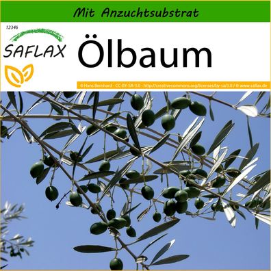 SAFLAX - Ölbaum - Olea - 20 Samen