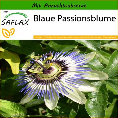 SAFLAX - Blaue Passionsblume - Passiflora - 25 Samen