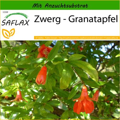 SAFLAX - Zwerg - Granatapfel - Punica - 50 Samen