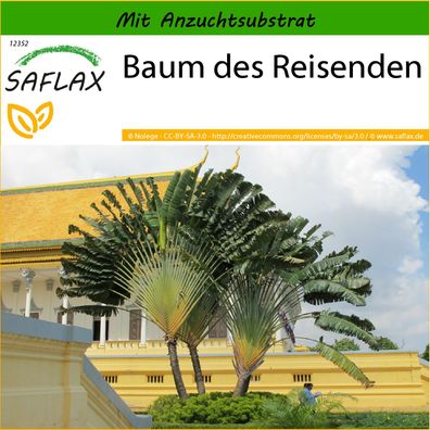 SAFLAX - Baum des Reisenden - Ravenala - 8 Samen