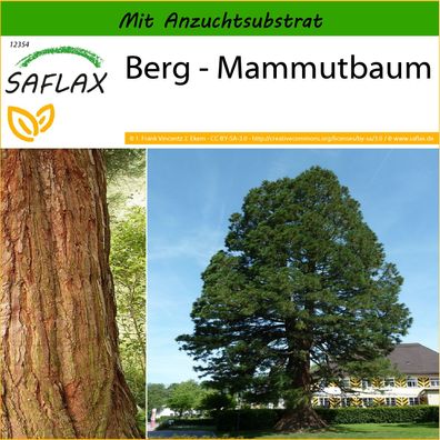 SAFLAX - Berg - Mammutbaum - Sequoiadendron - 50 Samen