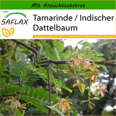 SAFLAX - Tamarinde / Indischer Dattelbaum - Tamarindus - 4 Samen
