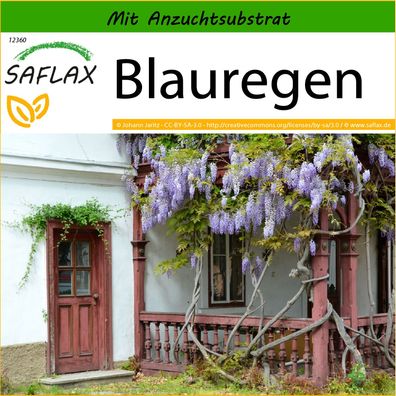 SAFLAX - Blauregen - Wisteria - 4 Samen